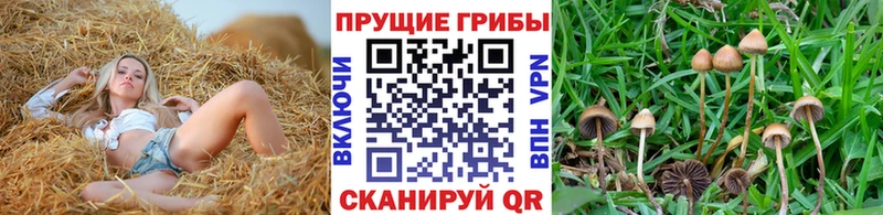 цены наркотик  shop телеграм  Галлюциногенные грибы MAGIC MUSHROOMS  Теберда  mega онион 
